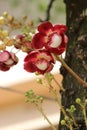 Netural beauti in Bangladesh flower