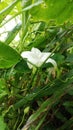 Netural bharityea white colour flower