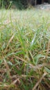 Netural green and fresh grass