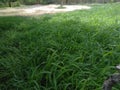 Netural summer grass, farm house in ghas