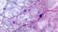 A network of branched cardiac muscle cells forming a complex web that allows for efficient communication and