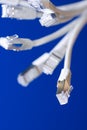 Network cables Royalty Free Stock Photo