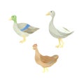 A network of cute isolated domestic birds - chicken, duck and goose. Watercolor illustration highlighted on a white Royalty Free Stock Photo