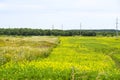 Network of electricity yellow meadows fields blooming flowers Royalty Free Stock Photo