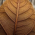 A network of interconnected lines highlighting the leaf s texture and Royalty Free Stock Photo
