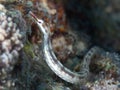 Network pipefish