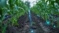 A network of sensors p within a crop field providing data on soil moisture temperature and other vital metrics