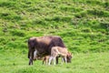 Neuborn calf nursing milk from a mother cow Royalty Free Stock Photo