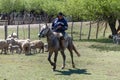 Neuquen, Argentina, November 21, 2021; Argentine gaucho herding sheep in Patagonia Argentina Royalty Free Stock Photo