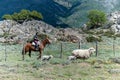 Neuquen, Argentina, November 21, 2021; Argentine gaucho herding sheep in Patagonia Argentina Royalty Free Stock Photo