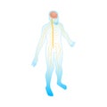 Neural Anatomic Body Composition