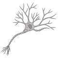 Neural Network Biological Structure Illustration Royalty Free Stock Photo