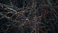 A neural network with neuronal connections transmitting synapses, neurons or nerve cells