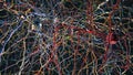 A neural network with neuronal connections transmitting synapses, neurons or nerve cells