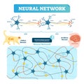 Neural network vector illustration. Neuron structure and net diagram.