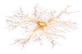 Neural Network Visualization. Abstract Representation Of Brain Neurons And Synaptic Connections Isolated On Transparent Royalty Free Stock Photo