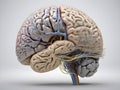 Neural Nexus. Unveiling the Wonders of the Human Brain and Nervous Network.