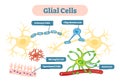 Nervous system Glial cells vector illustration schematic diagram. Royalty Free Stock Photo