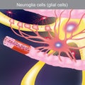 Neuroglia cells. Anatomy body parts.