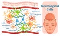 Neurological cells vector illustration diagram. Educational medical information.