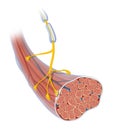 Neuromuscular junction. Skeletal muscle and motor neuron Royalty Free Stock Photo