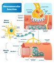 Neuromuscular junction vector illustration scheme. Labeled cell infographic