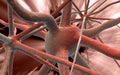 Neuron Royalty Free Stock Photo
