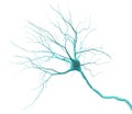 Neuron Royalty Free Stock Photo