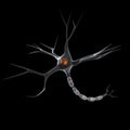 Neuron Royalty Free Stock Photo
