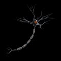 Neuron Royalty Free Stock Photo