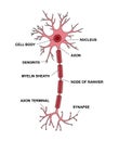 Neuron anatomy with description main parts. Structure of a neuron cell illustration. Synapses, myelin sheat, cell