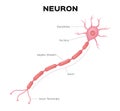 Neuron anatomy . infographic