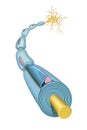 Neuron anatomy and myelin sheath formation. 3D