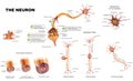 The neuron anatomy poster Royalty Free Stock Photo
