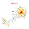 Neuron anatomy. Structure of a nerve cell Royalty Free Stock Photo