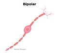 Neuron bipolar anatomy . infographic