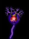 Neuron on black Royalty Free Stock Photo