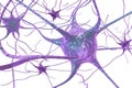 Neuron, brain cell Royalty Free Stock Photo