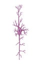 Neuron cell anatomy Royalty Free Stock Photo