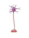 Neuron cell anatomy Royalty Free Stock Photo