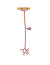 Neuron cell anatomy Royalty Free Stock Photo