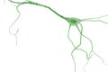 Neuron Cell, Neurons on white background