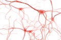 Neuron Cell, Neurons on white background