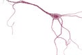 Neuron Cell, Neurons on white background Royalty Free Stock Photo