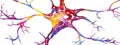 Neuron colorful watercolor anatomy illustration