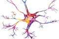 Neuron colorful watercolor anatomy illustration Royalty Free Stock Photo