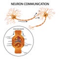 Neuron communication. Transmission of the nerve signal between two neurons.Vector illustration.