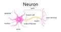 Neuron concept vector. Dendrite, axon, soma of neuron. Nerve anatomy illustration. Royalty Free Stock Photo