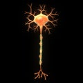 Neuron Royalty Free Stock Photo