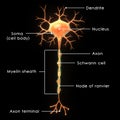 Neuron Royalty Free Stock Photo